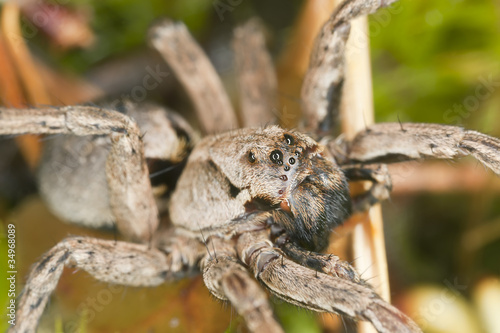 Wolf spider (Lycosidae) among vegetation, extreme close up
