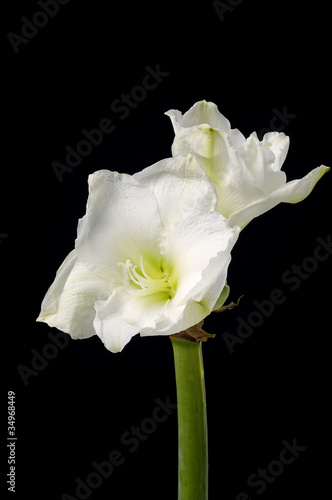 Amaryllis flowers against black background