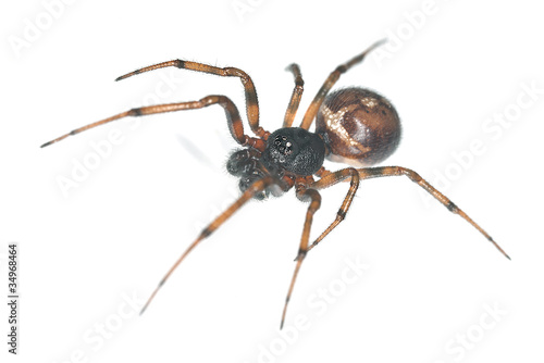tangle-web spider isolated on white background