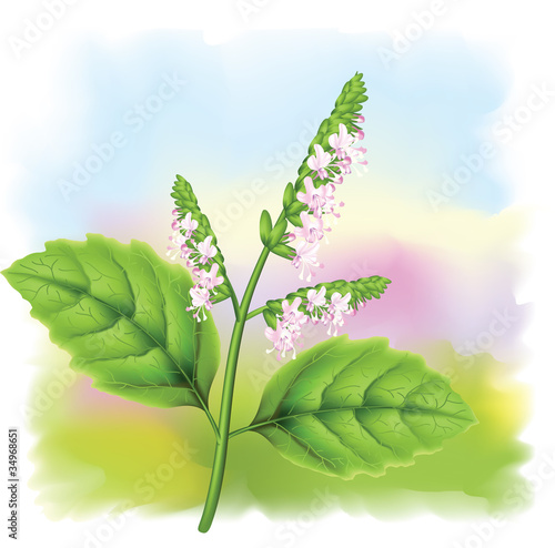 Plant patchouli (Pogostemon cablini).