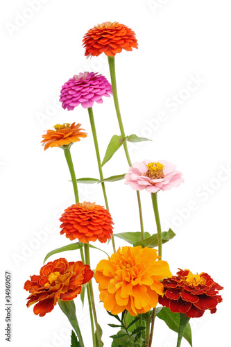Bunch of zinnia flowers