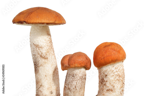 Orange Cap Boletus mushrooms (Leccinum aurantiacum)