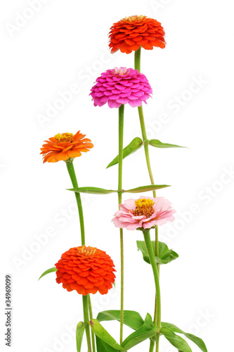 Bunch of zinnia flowers