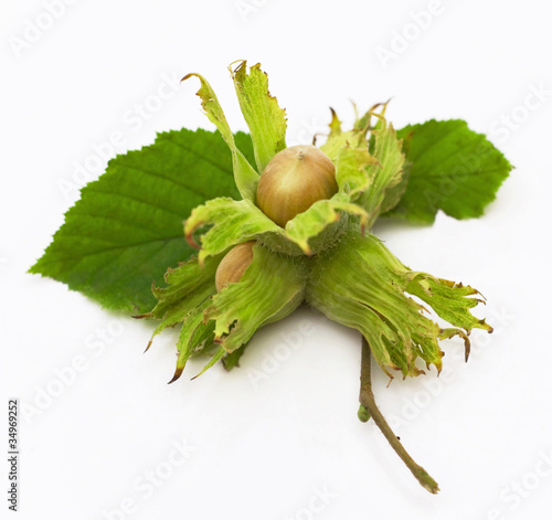 Three filbert with leaves isolated on a white backgroundnut photo