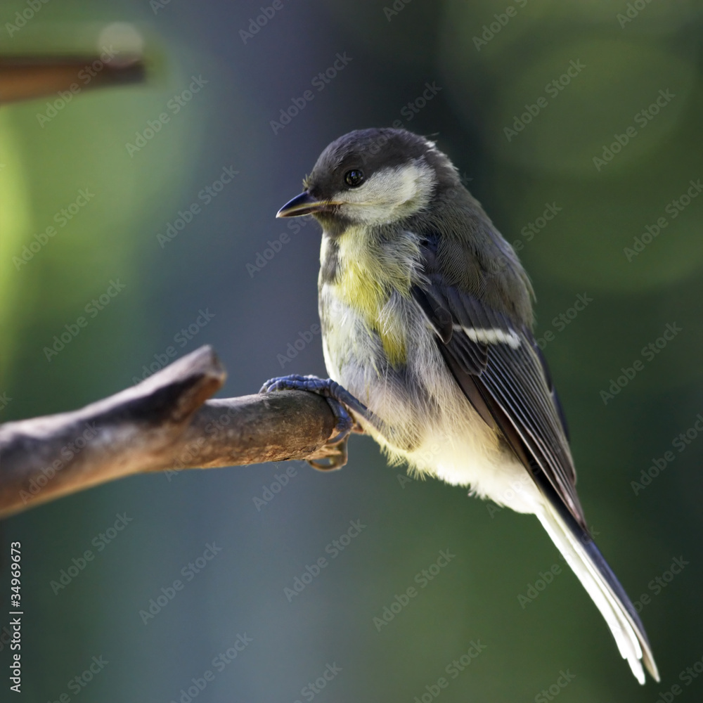 Obraz premium Great tit