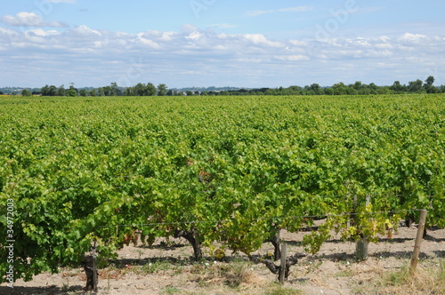 vignoble du Clos Léoville Lascases photo