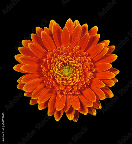 gerbera daisy flower isolated on black