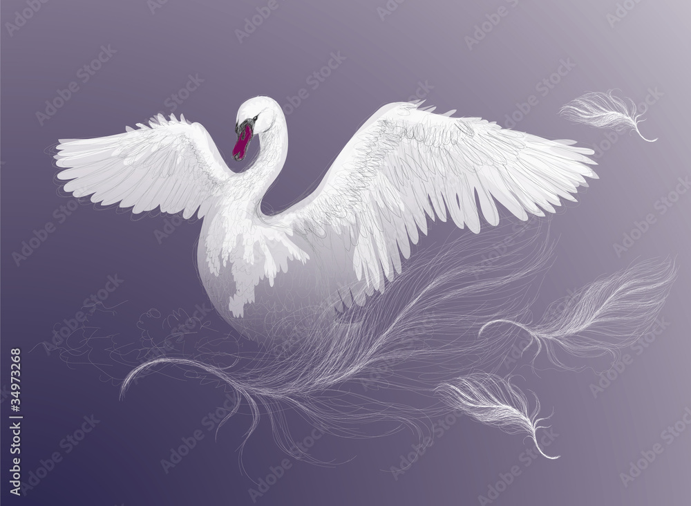 Obraz premium SWAN / Beautiful white bird dance