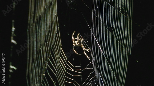 spider work. time lapse