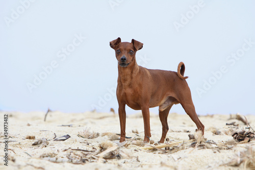 pinscher nain debout en position standard © Dogs