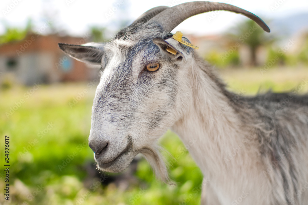 gray domestic goat grazing on summer pasture gray domestic goat grazing on summer pasture