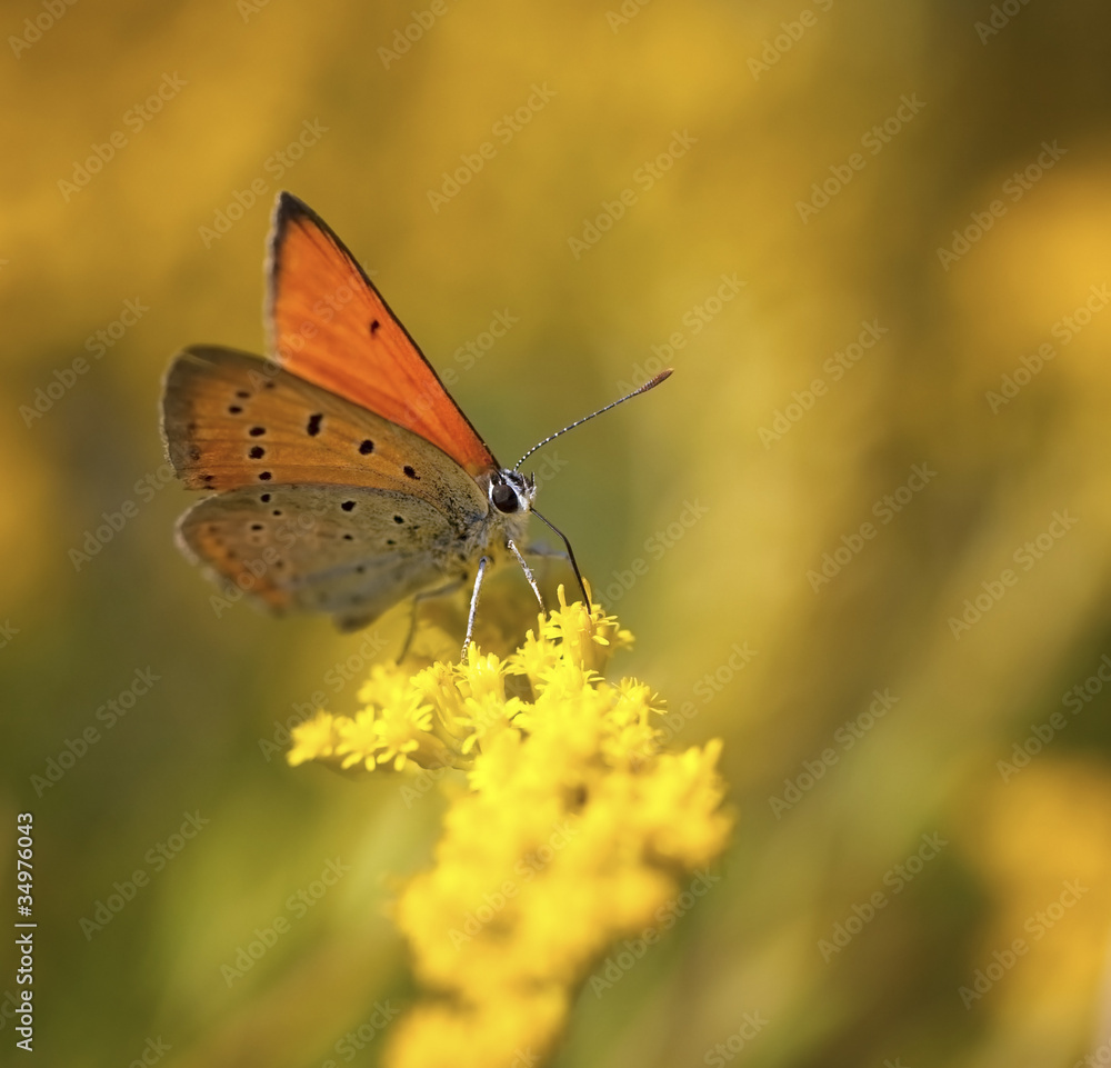 Butterfly on the yellow flower Butterfly on the yellow flower