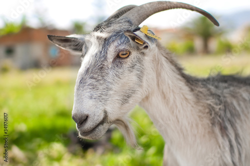 gray domestic goat grazing on summer pasture
