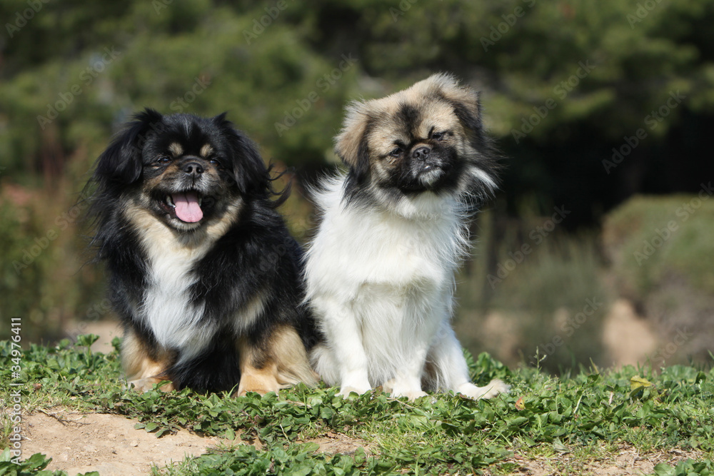 two tibetan spaniel together