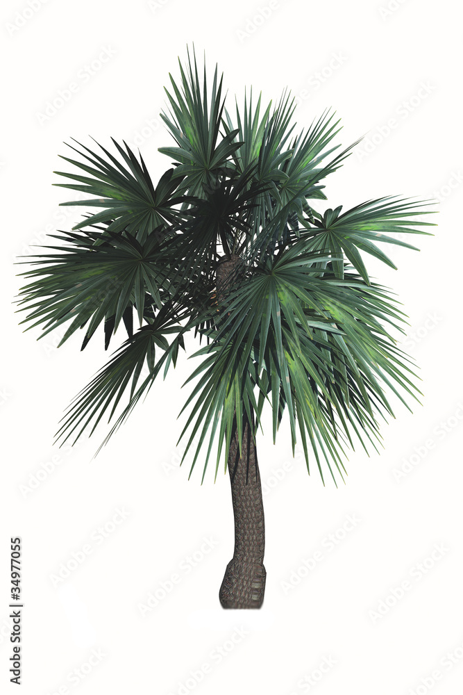 palm tree palm tree