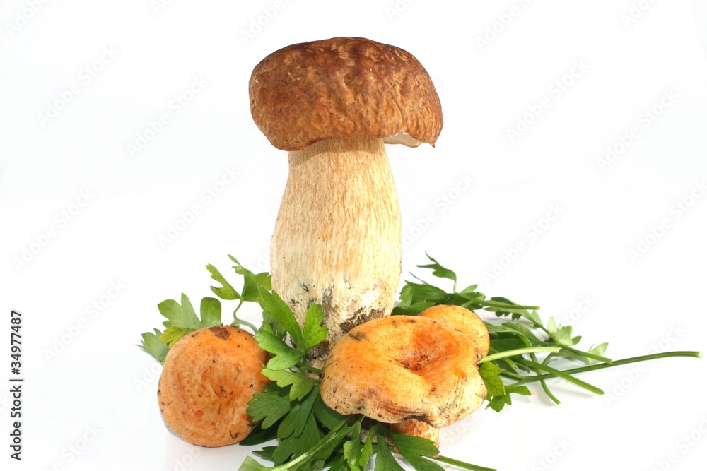 composizione di funghi composizione di funghi