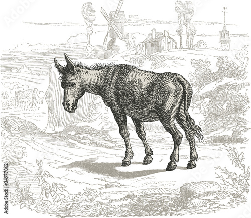 âne