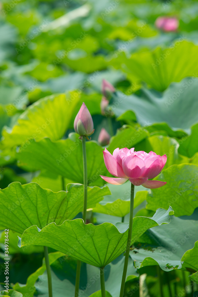 lotus pond scenery