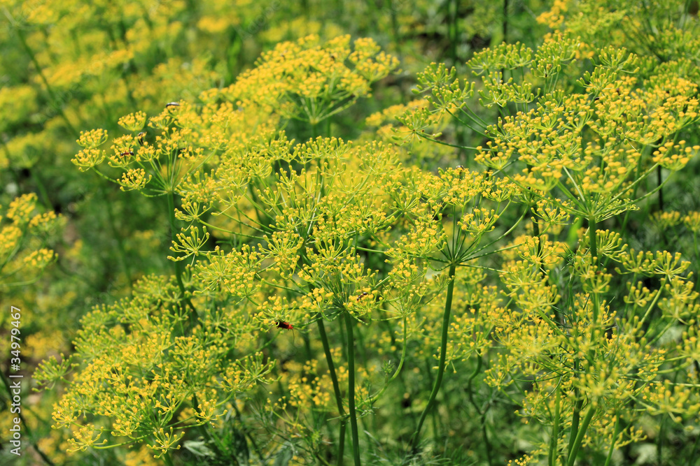 Dill Dill