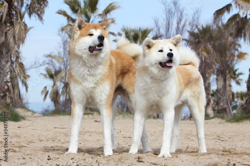 Fotografi deux akita inu dans la même position - mimétisme