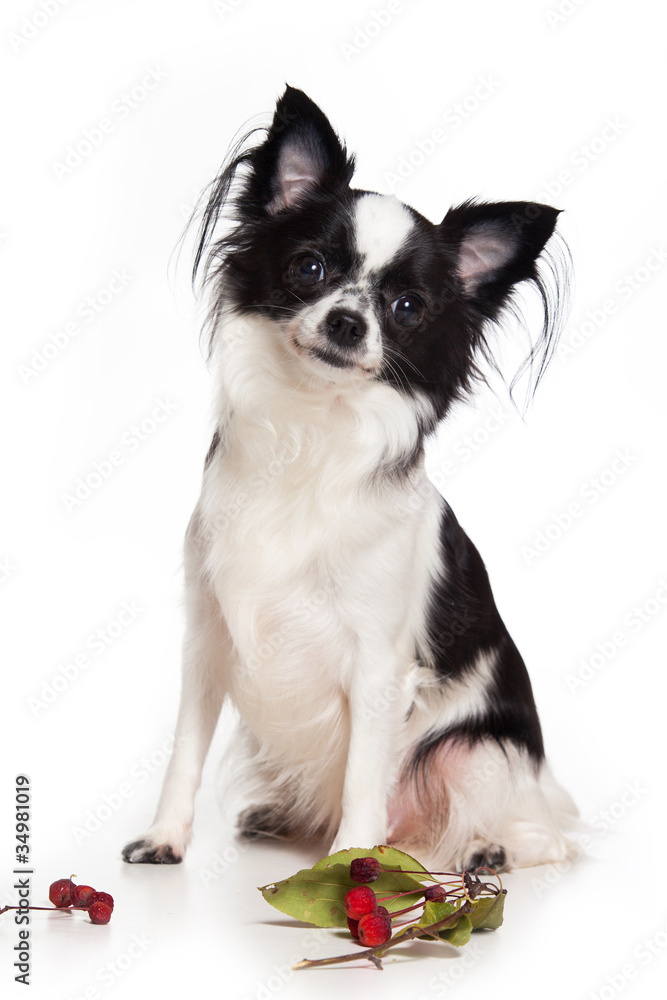 Chihuahua puppy on white background Chihuahua puppy on white background