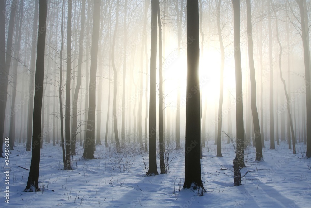 Fototapeta premium View of winter forest on a foggy December's morning