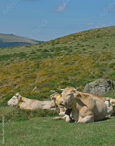 vaches au paturage en montagne photo