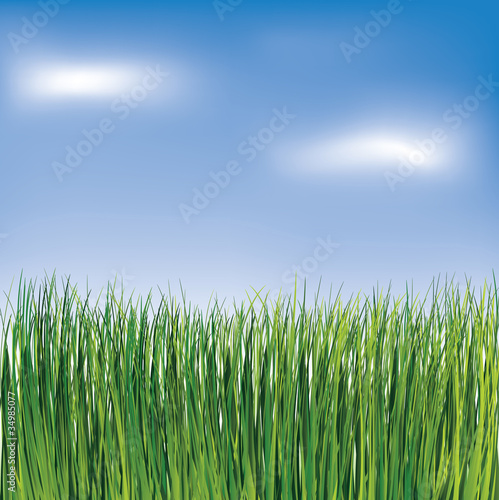 Green grass on the blue sky background