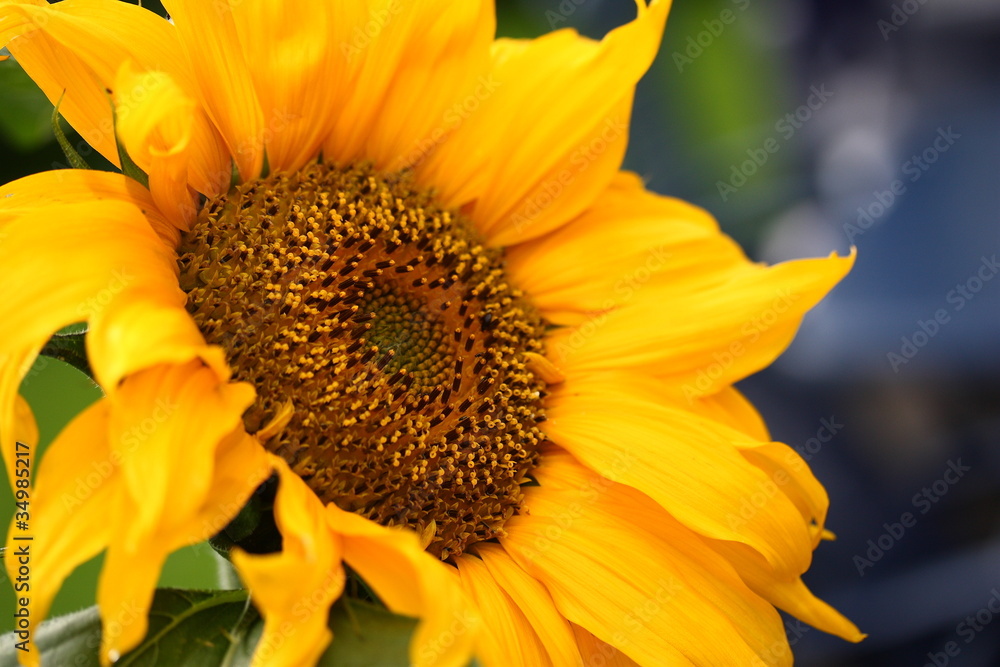 sonnenblume sonnenblume
