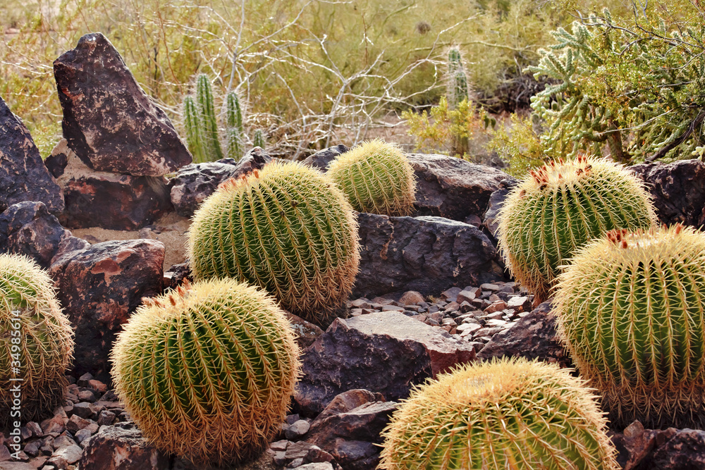 Golden Barrel Cactuses Desert Botanical Garden Phoenix Arizona Golden Barrel Cactuses Desert Botanical Garden Phoenix Arizona