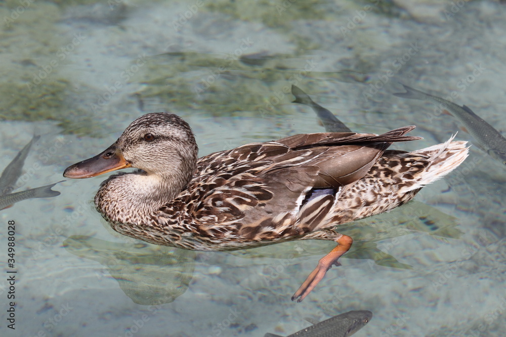 Mallard (Anas platyrhynchos) swimming on a clear water Mallard (Anas platyrhynchos) swimming on a clear water