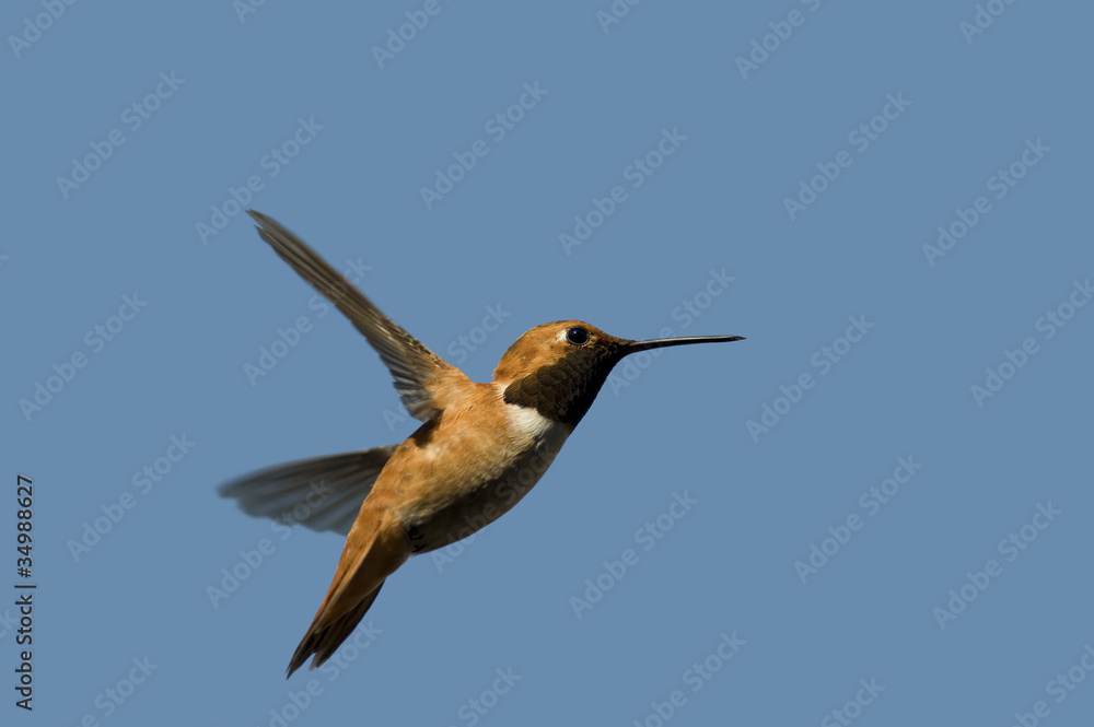 Fototapeta premium Hummingbird