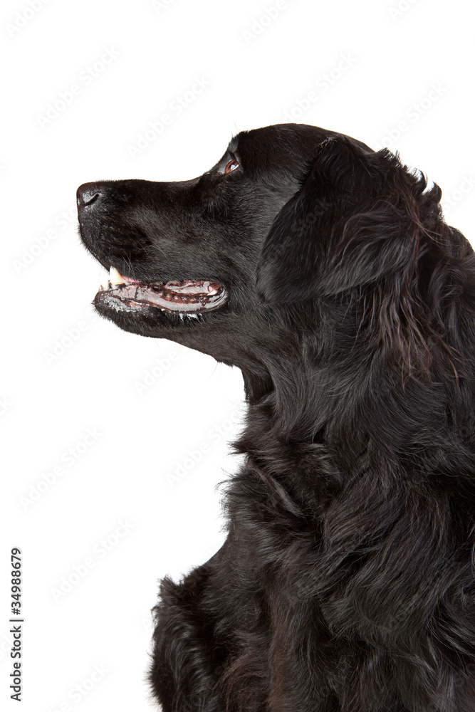 Labrador retriever Mischling im Profil Labrador retriever Mischling im Profil