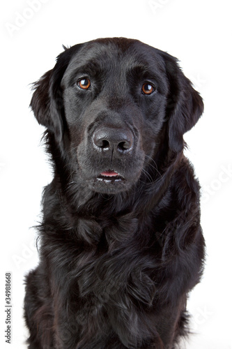 Fototapeta Naklejka Na Ścianę i Meble -  Labrador Retriever Mischling schwarz Porträt