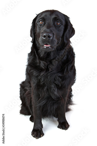 labrador Retriever Mischling schwarz sitzt © Meike Netzbandt