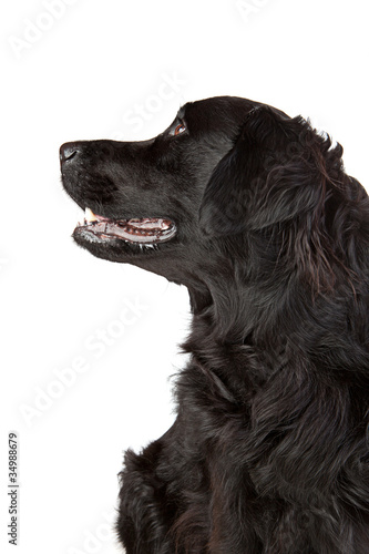 Labrador retriever Mischling im Profil