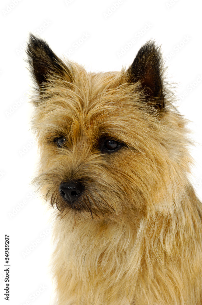 Sad dog Sad dog