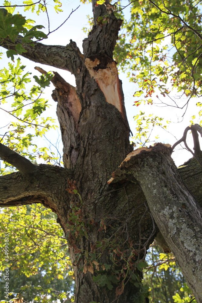 Fototapeta premium Broken tree branches after a hurricane, Canada
