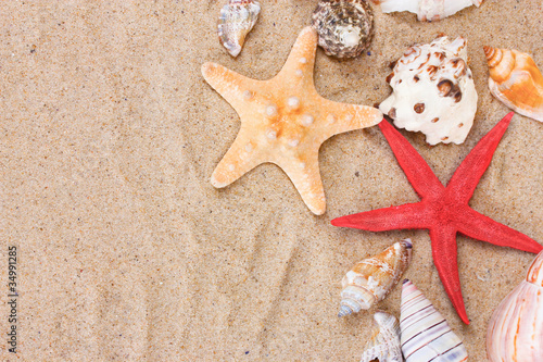 beautiful shells and starfish on sand