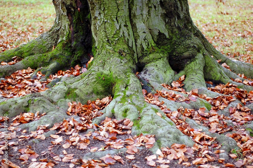 Old tree roots and fall leaves in a park photo