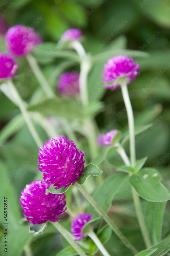 violet flower