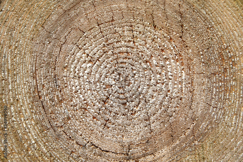 Naklejka premium tree trunk circles