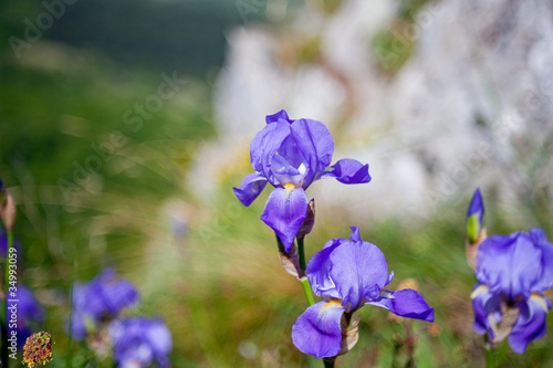 Fototapeta Naklejka Na Ścianę i Meble -  Irises