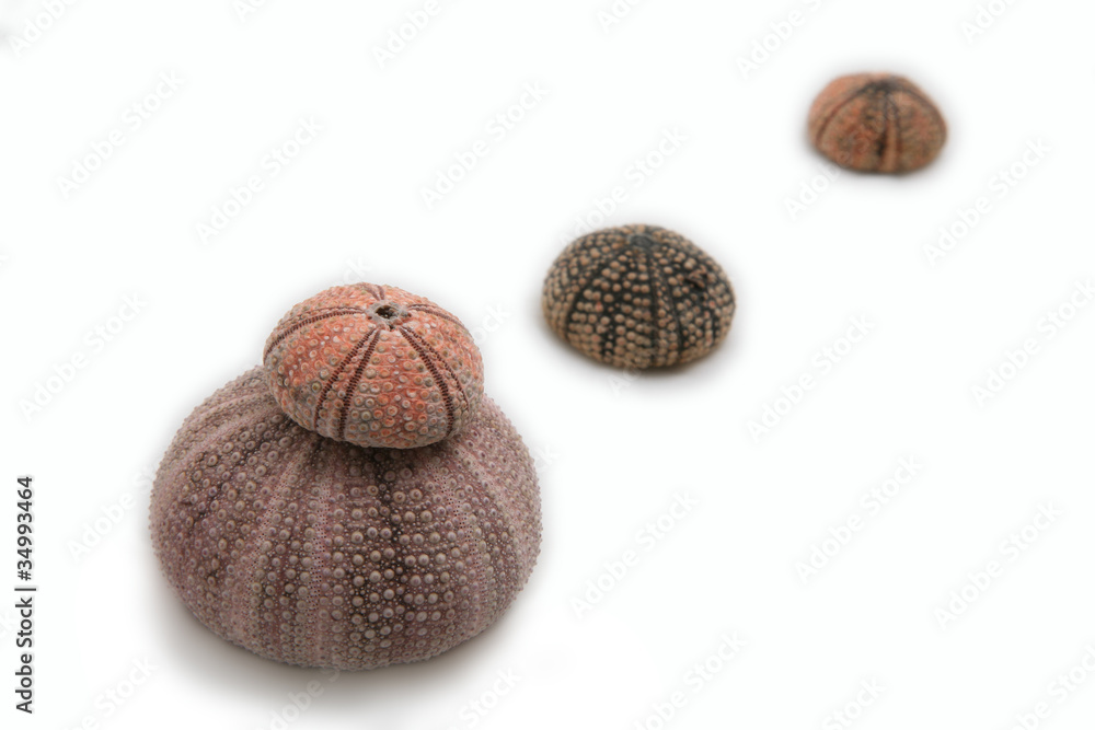 Sea Urchin Sea Urchin