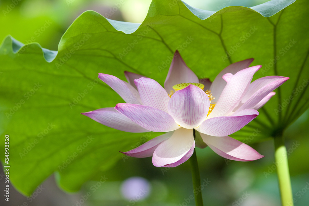 Obraz premium ハスの花