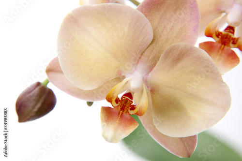 Fototapeta Naklejka Na Ścianę i Meble -  Isolated orchid flowers on white