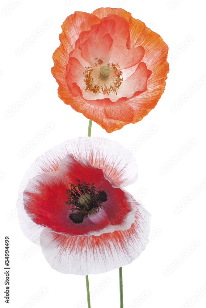 Fototapeta premium poppy