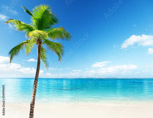 palm and sea