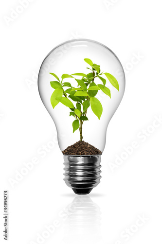 Light Bulb with sprout inside isolated