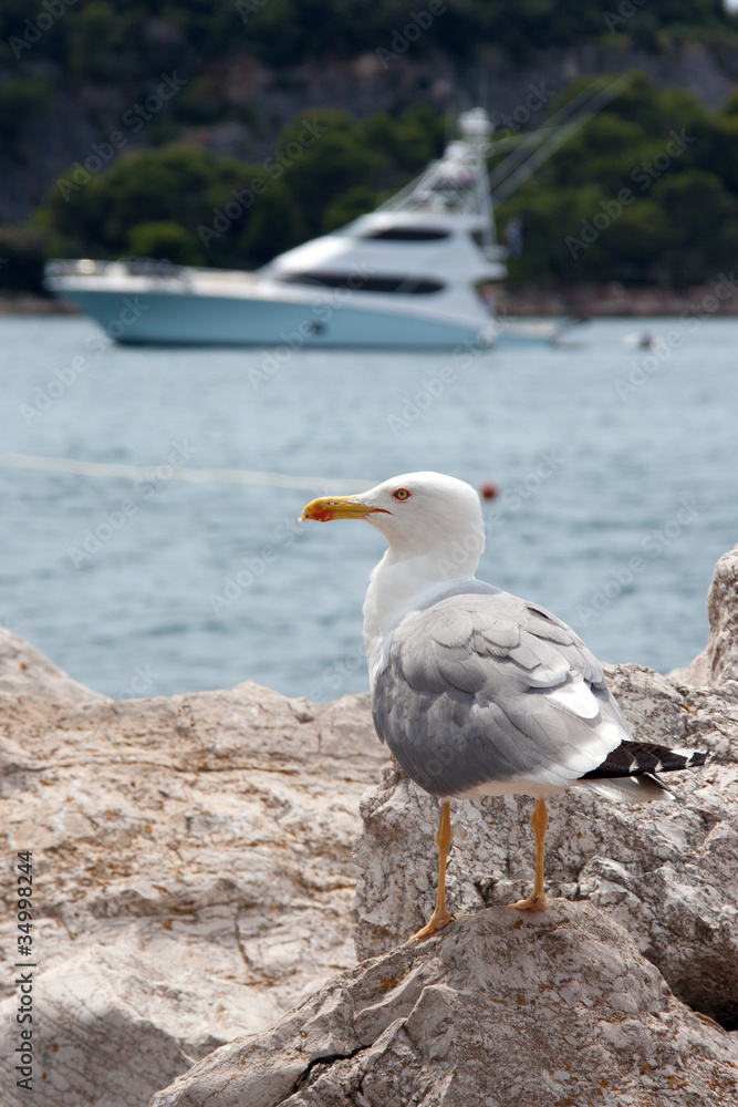 Fototapeta premium Gull watching a yacht at sea